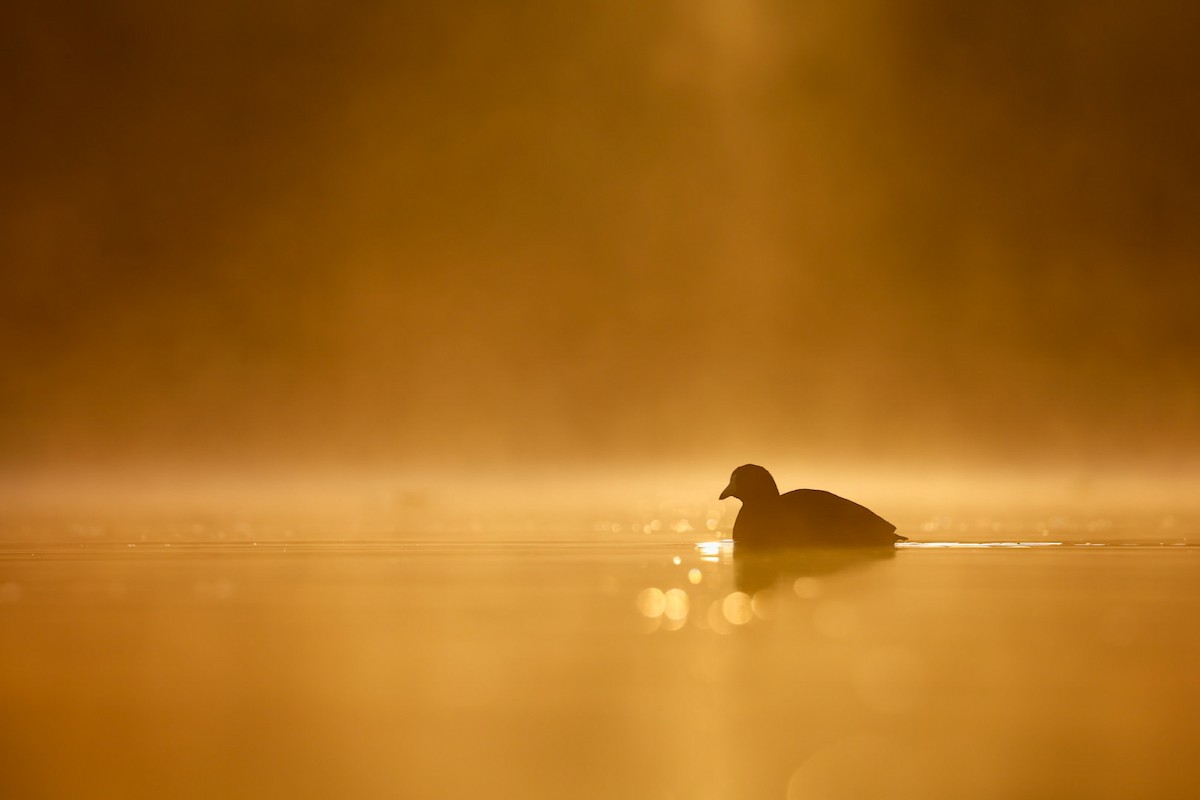 American Coot - ML644623555