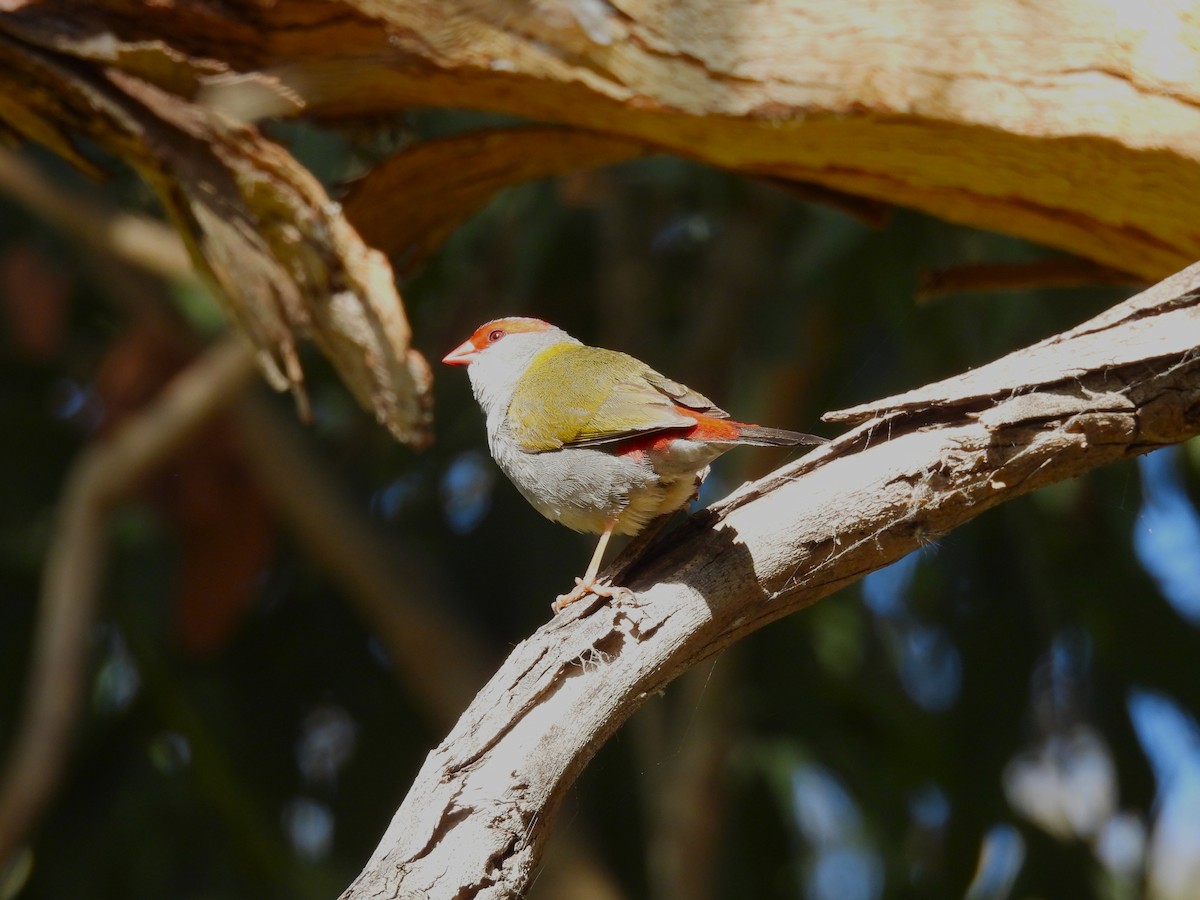 Red-browed Firetail - ML644623556