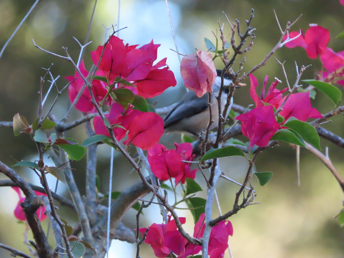 Carolina Chickadee - ML644623559