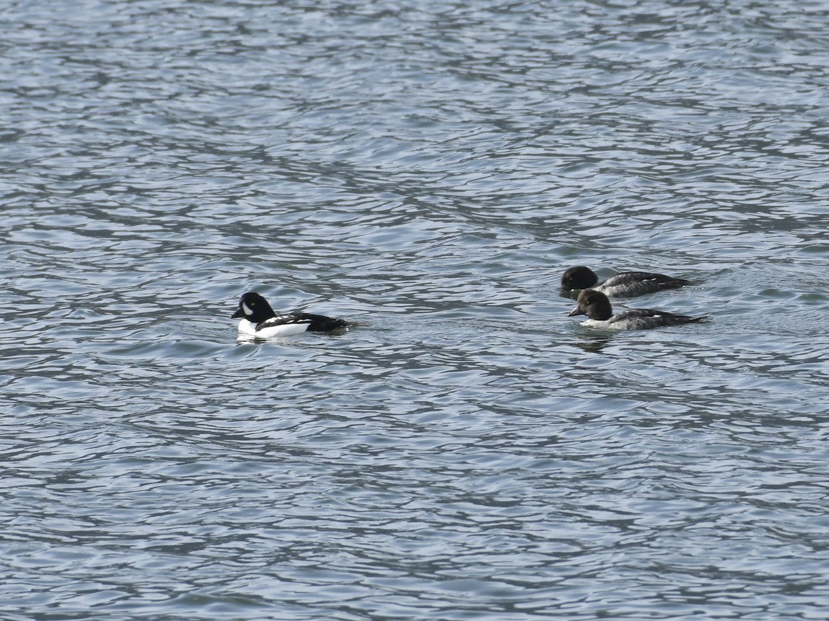 Barrow's Goldeneye - ML644623563