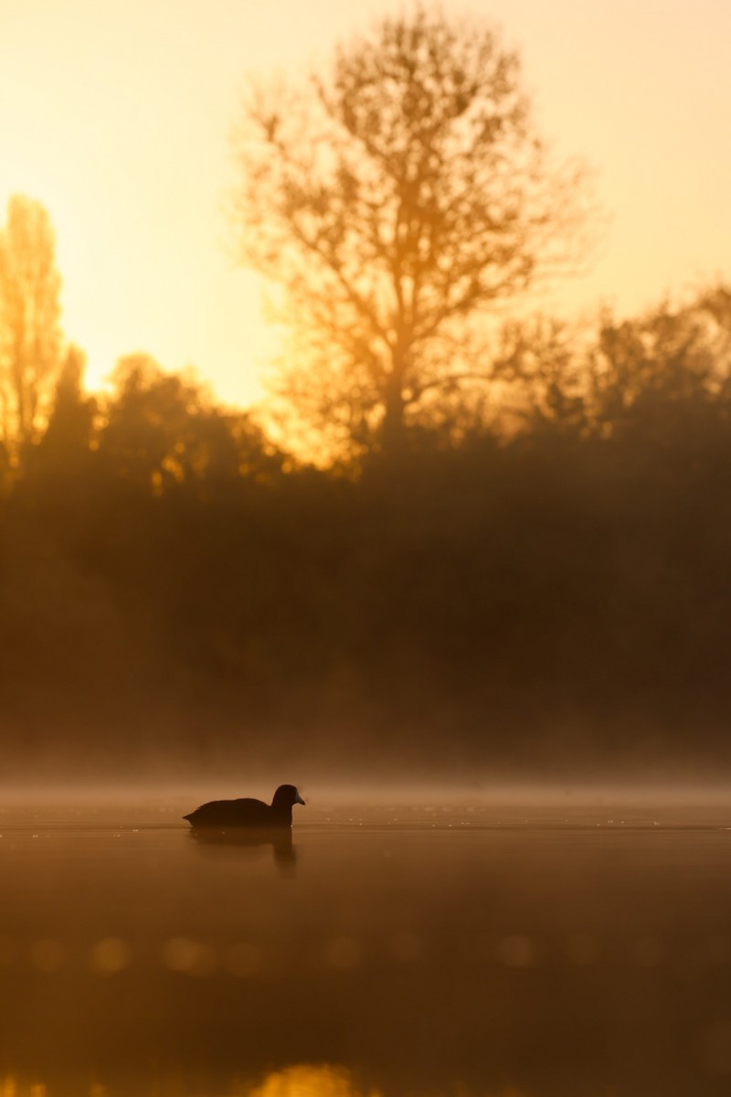 American Coot - ML644623574