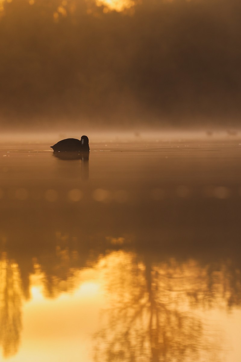 American Coot - ML644623594
