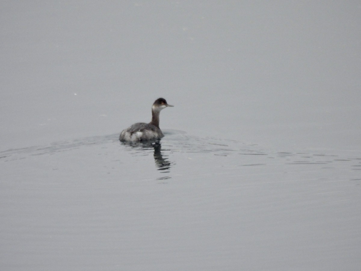 svarthalsdykker - ML644623605