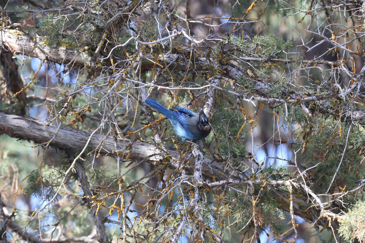Steller's Jay - ML644623608