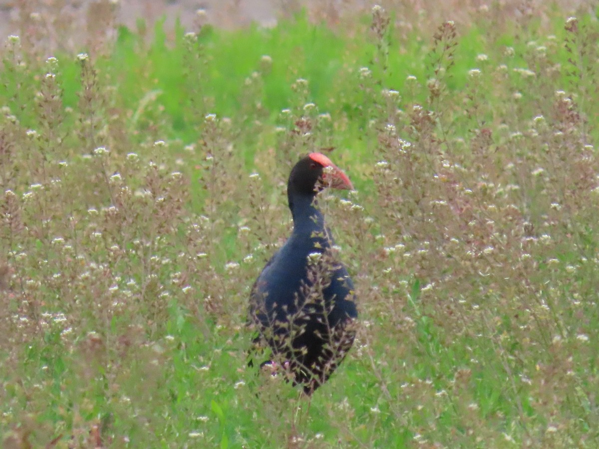 Султанка австралійська - ML644623616