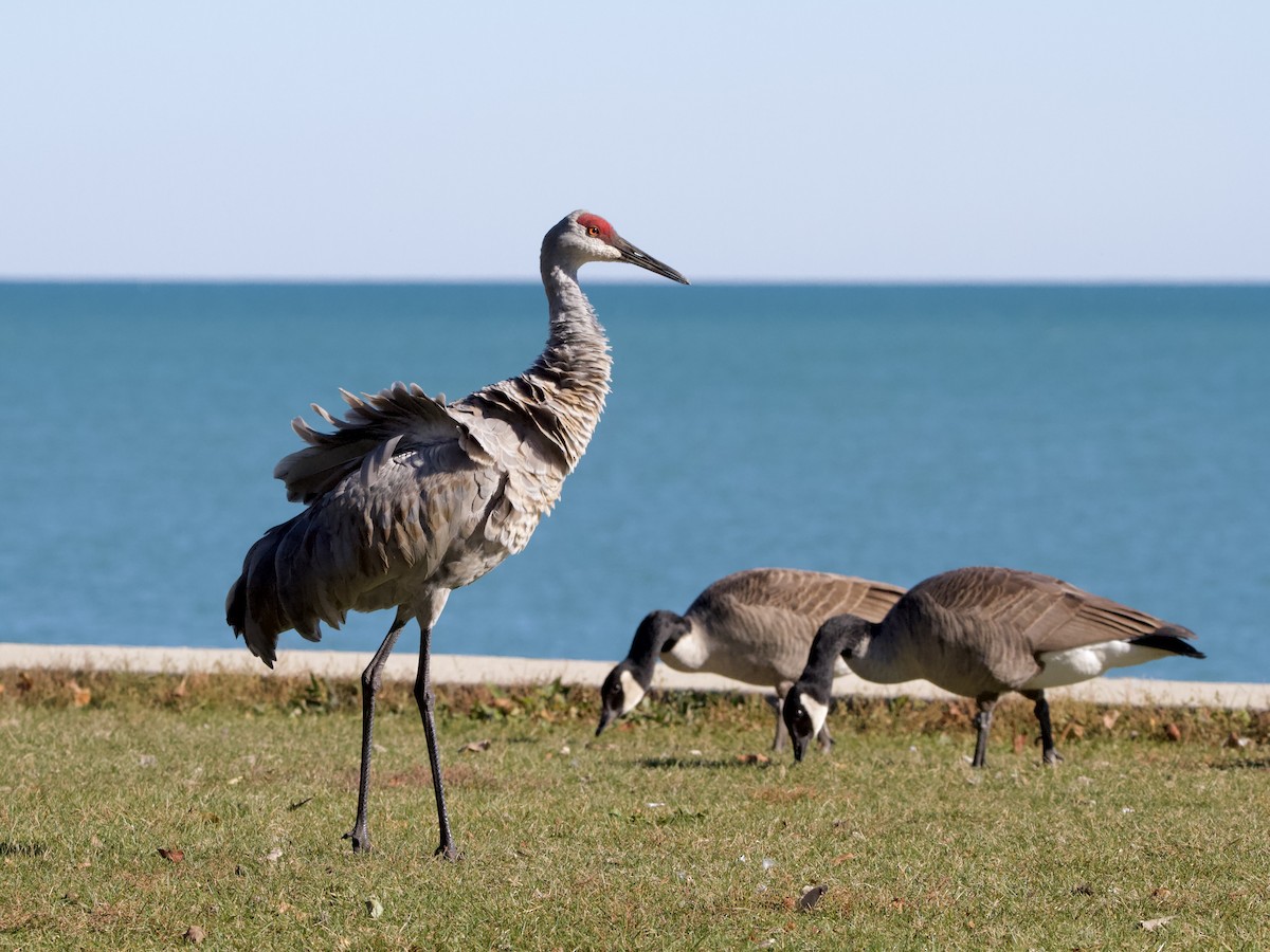 Sandhill Crane - ML644623621