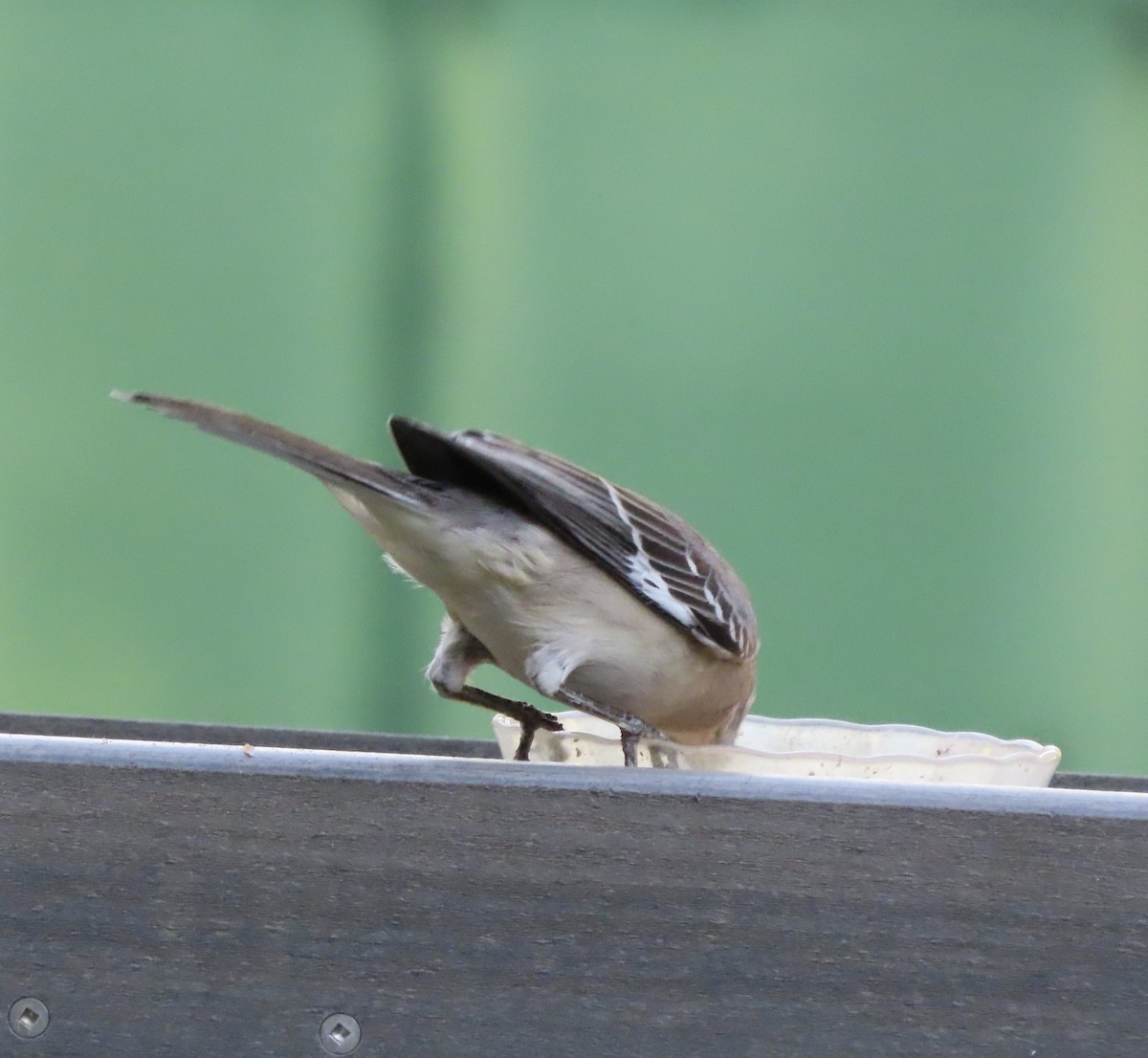 Northern Mockingbird - ML644623628