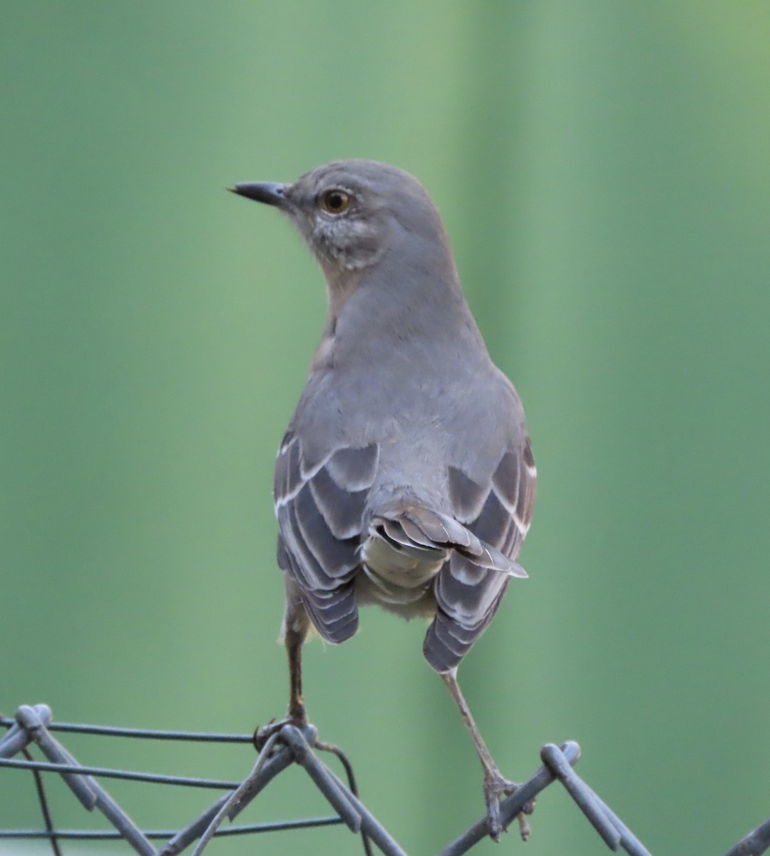 Northern Mockingbird - ML644623629