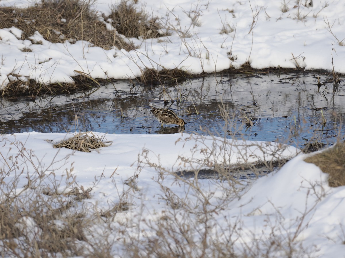 Wilson's Snipe - ML644623633