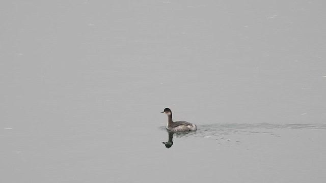 svarthalsdykker - ML644623634