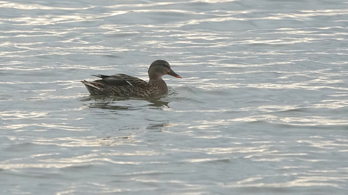 Yeşilbaş - ML644623638