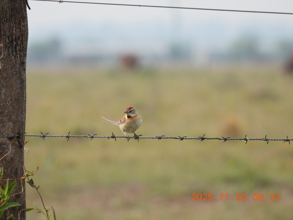 Chotoy Spinetail - ML644623639