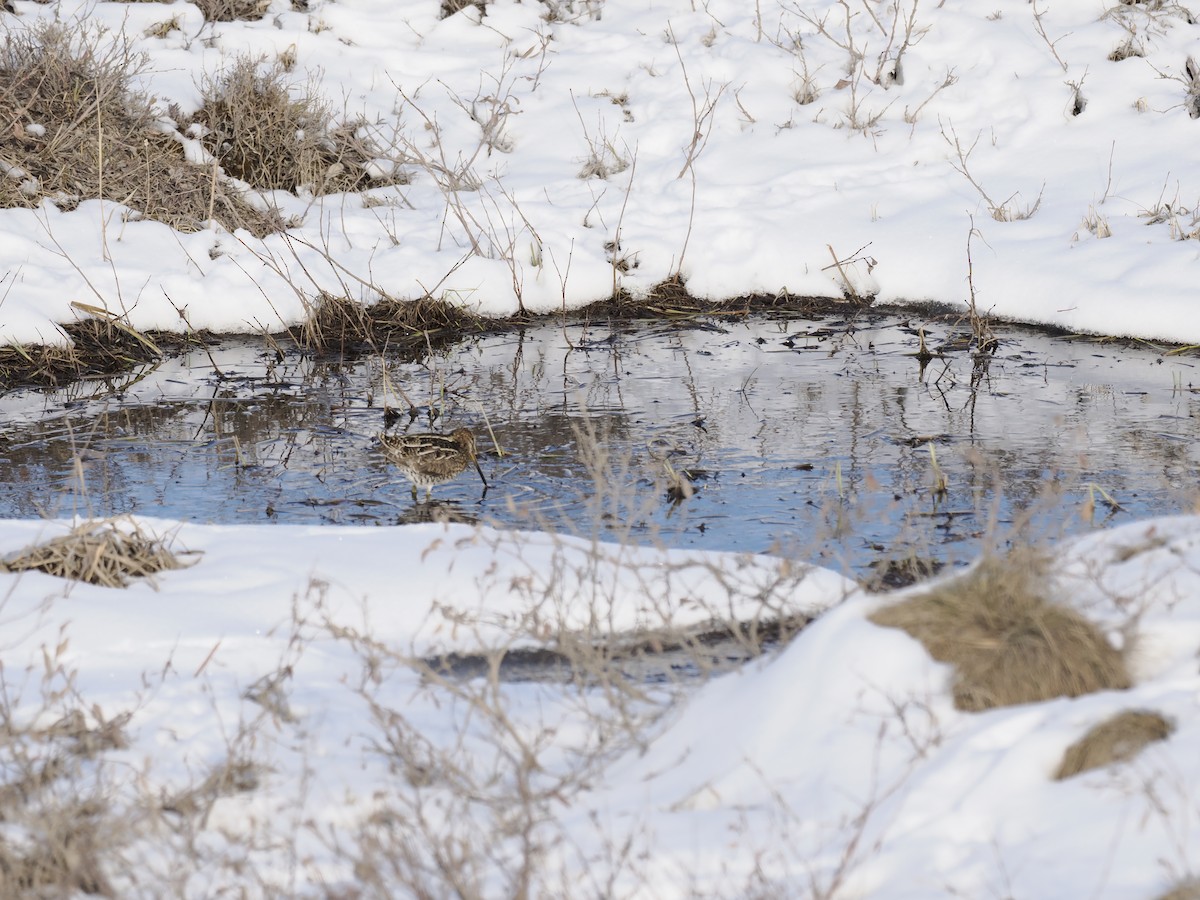 Wilson's Snipe - ML644623640