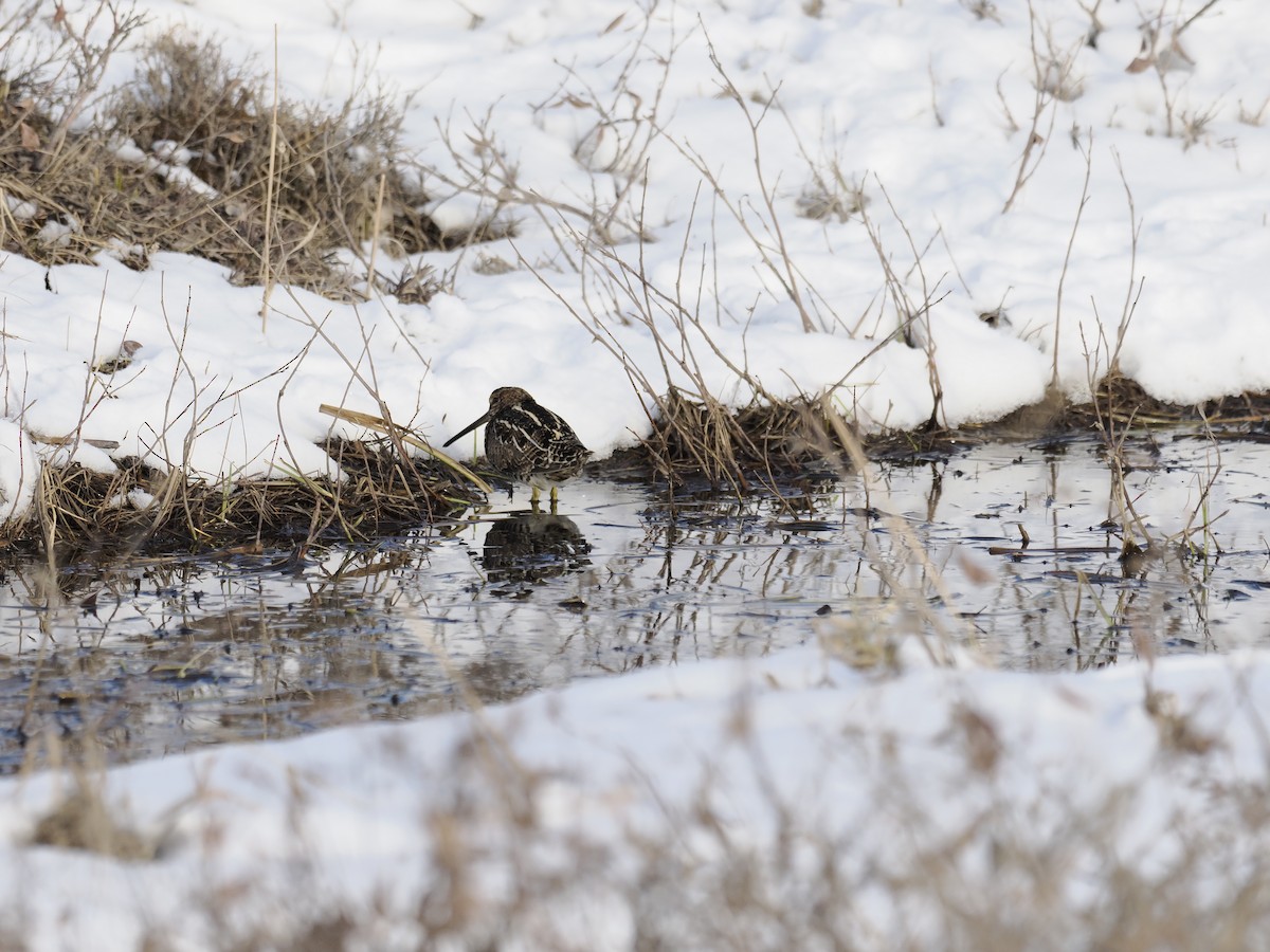 Wilson's Snipe - ML644623645