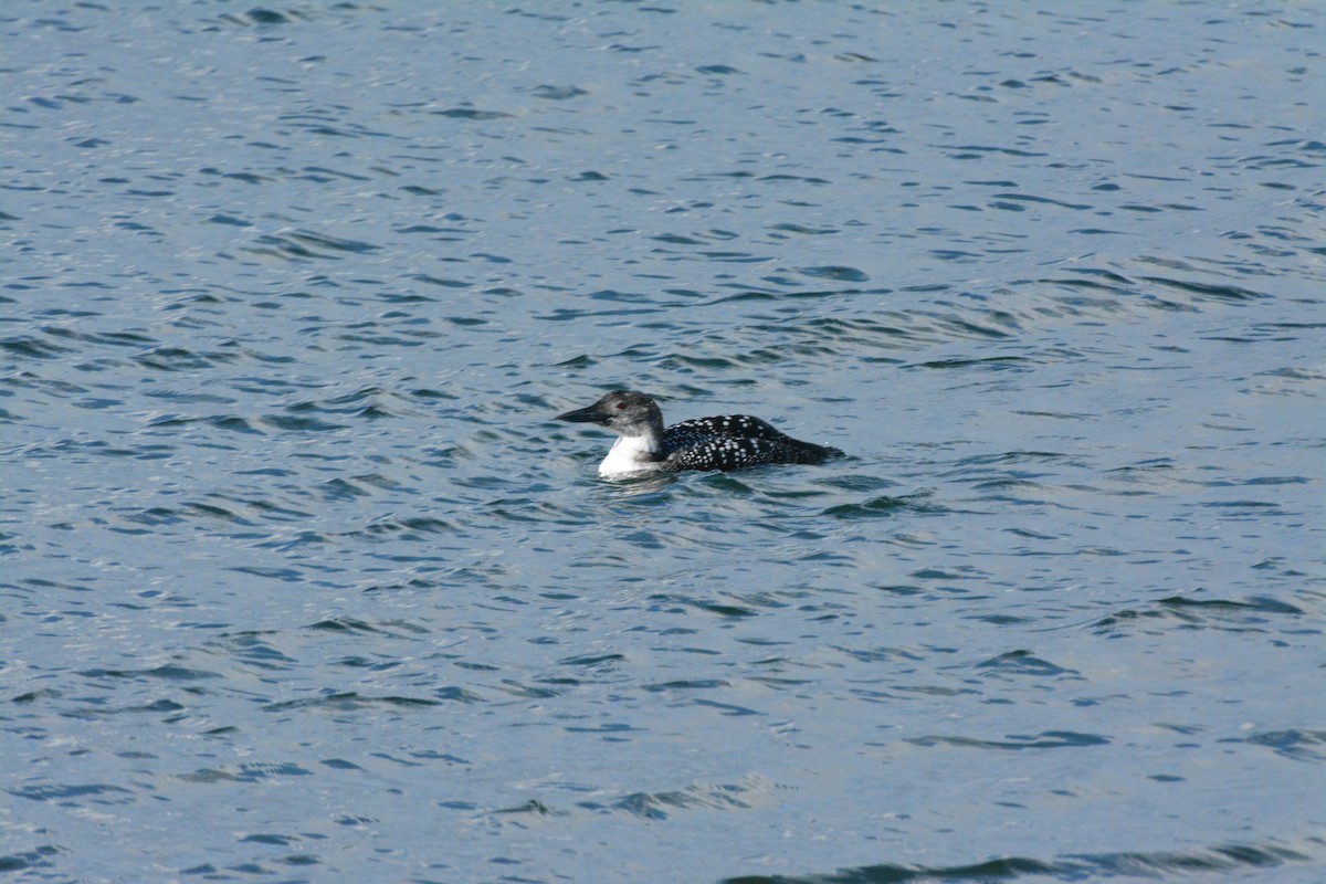 Buz Dalgıcı - ML644623651