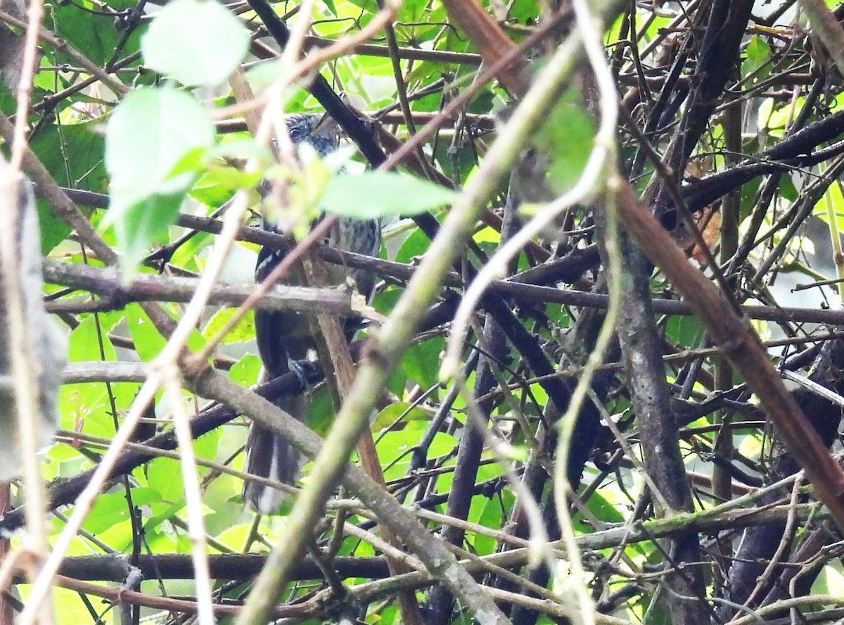 Dusky-tailed Antbird - ML644623658