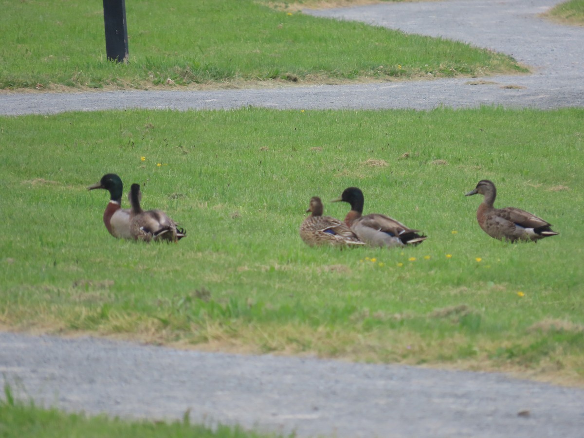 Крижень звичайний - ML644623666