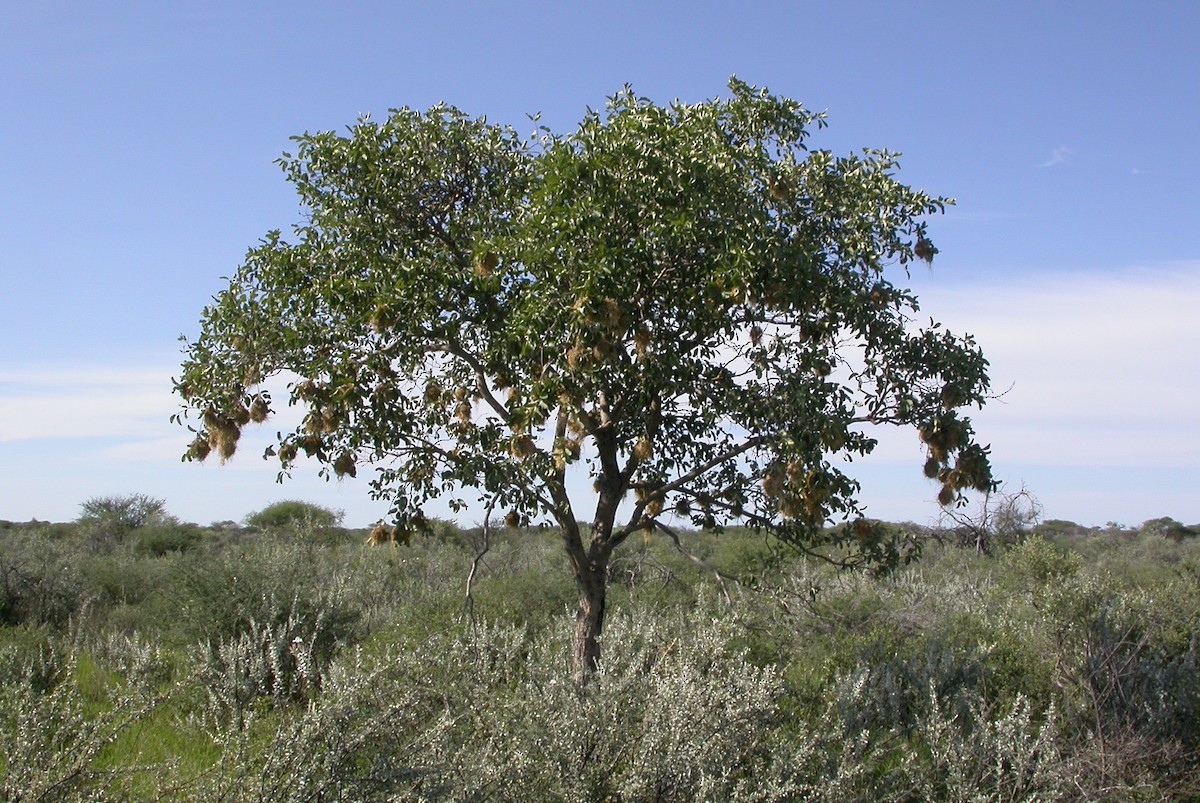 Chestnut Weaver (Benguela) - ML644623690