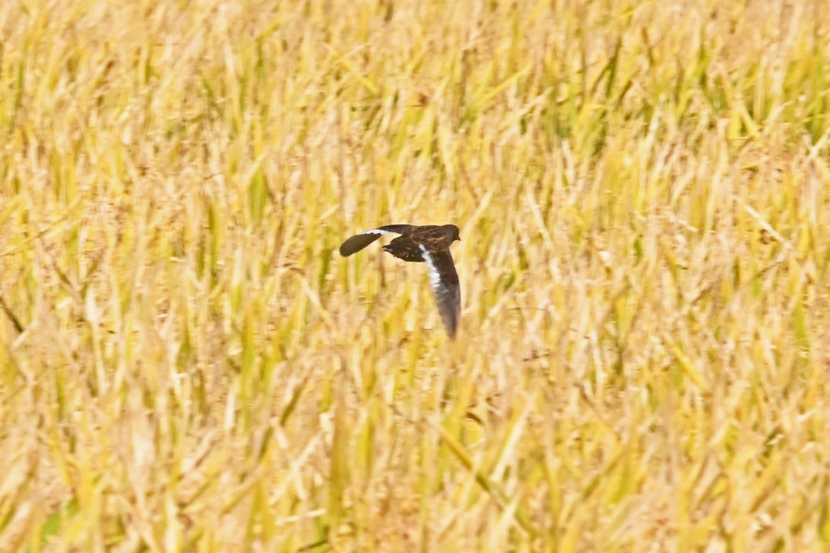 Yellow Rail - ML644623698