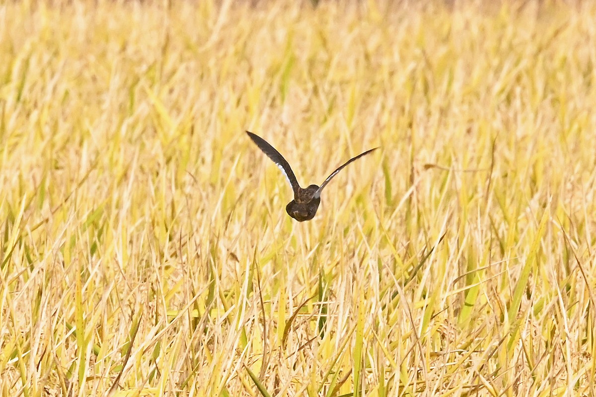 Yellow Rail - ML644623699