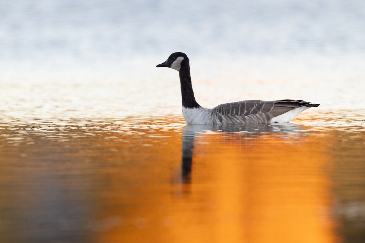 Branta kanadar handia - ML644623703