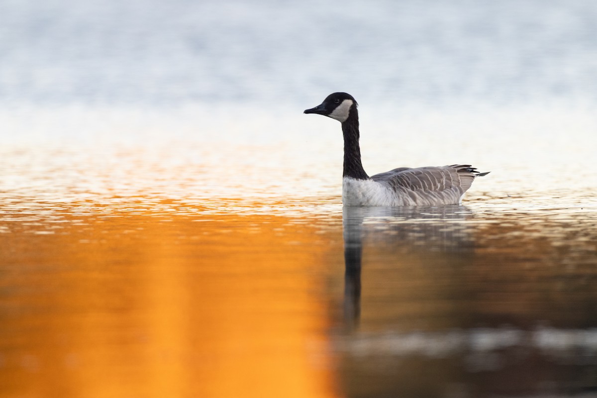 Branta kanadar handia - ML644623704