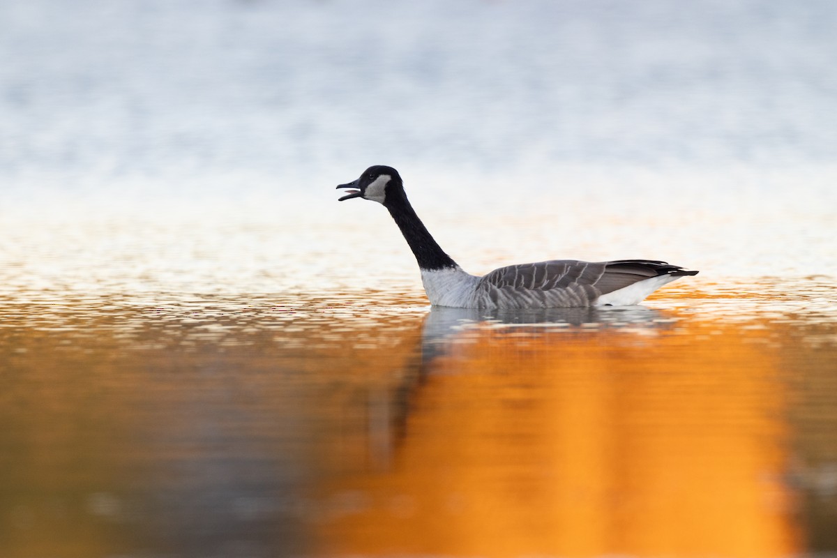 Branta kanadar handia - ML644623706