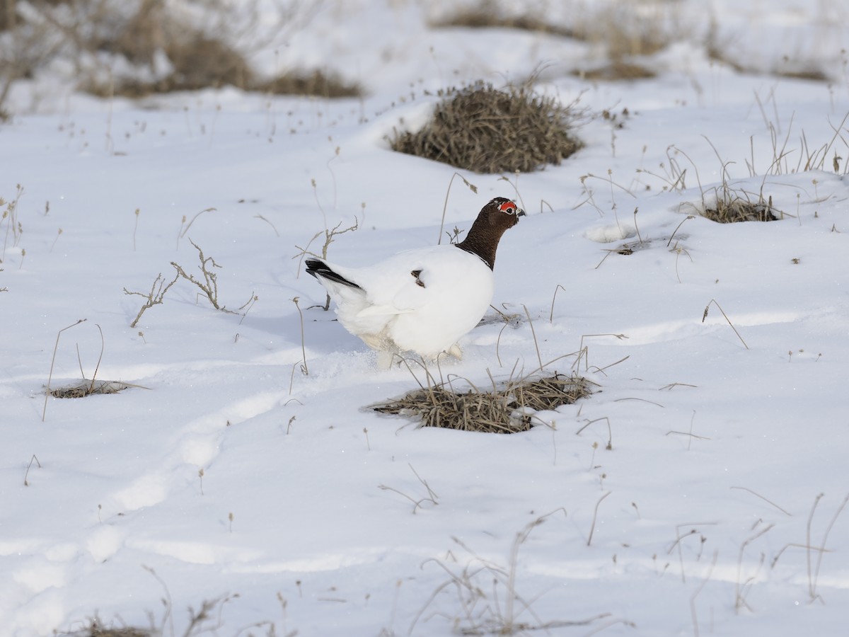 Moorschneehuhn - ML644623707