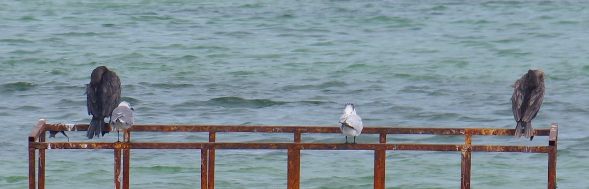 Double-crested Cormorant - ML644623713