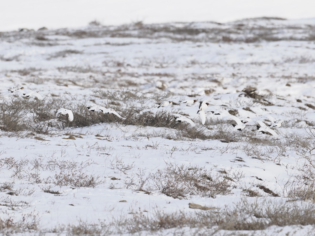 Moorschneehuhn - ML644623714