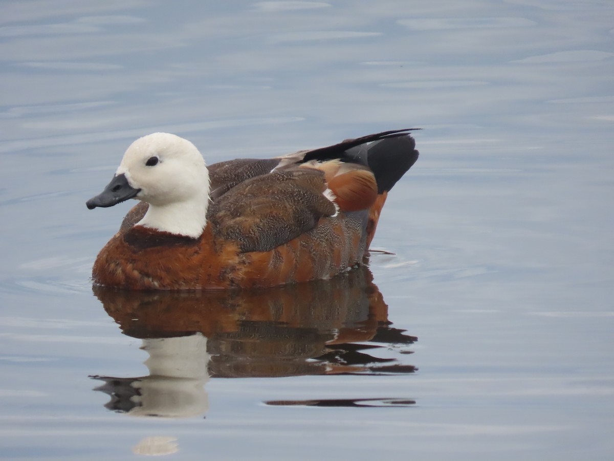 Tarro Maorí - ML644623715