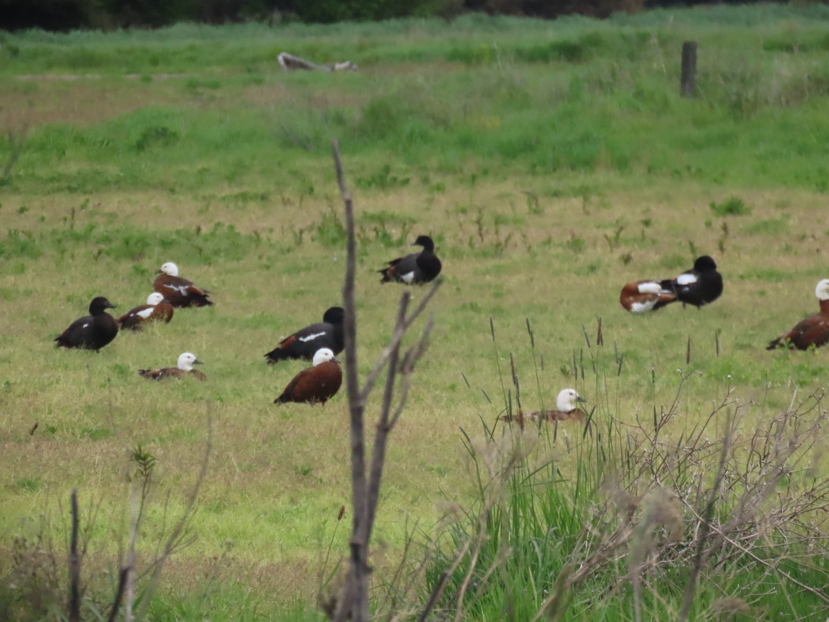 Tarro Maorí - ML644623716