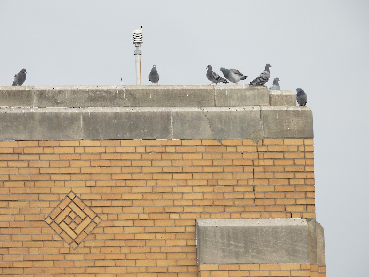 Голуб сизий (міський) - ML644623718