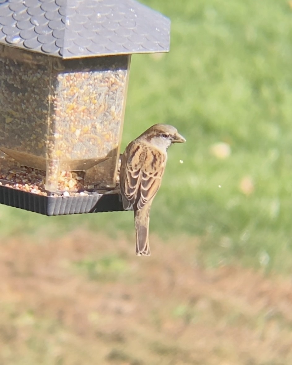 Gorrión Común - ML644623723