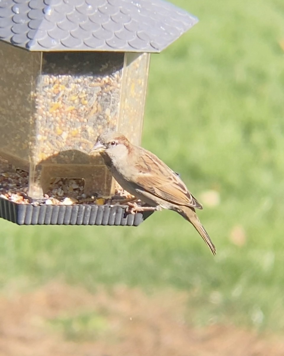 Gorrión Común - ML644623724