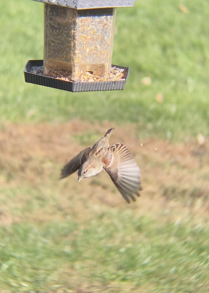 Gorrión Común - ML644623725