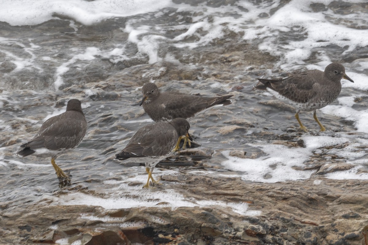 brottsnipe - ML644623736