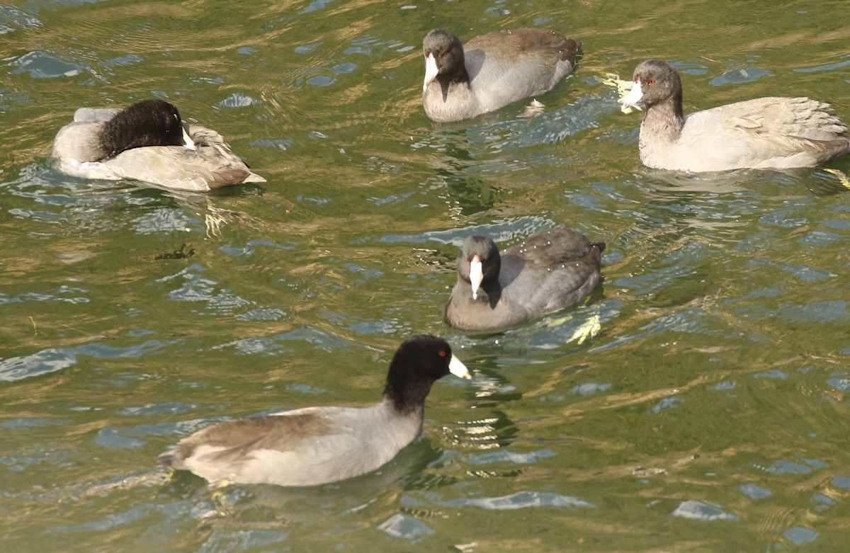 American Coot (Red-shielded) - ML644623744