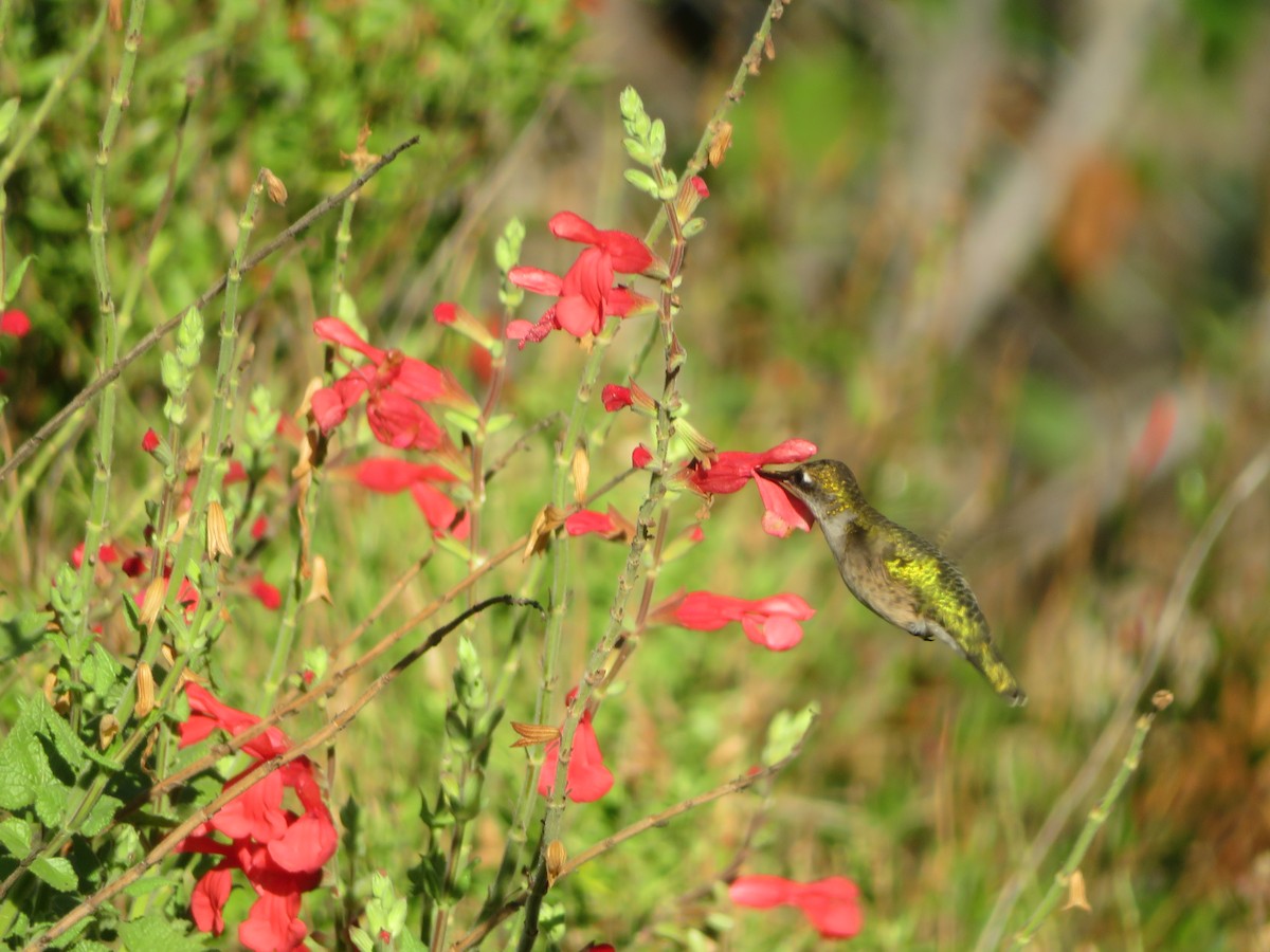 Колібрі рубіновогорлий - ML644623755