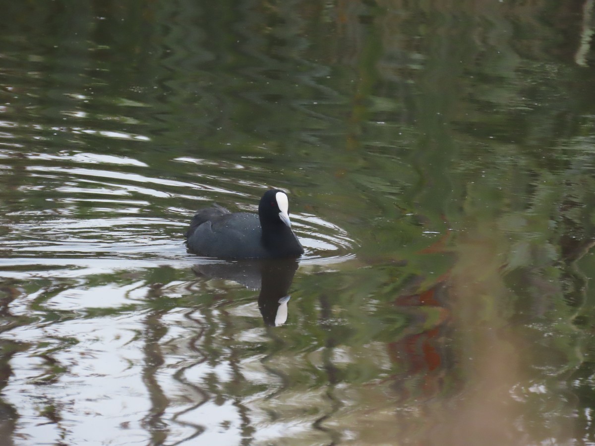 Лиска звичайна - ML644623761