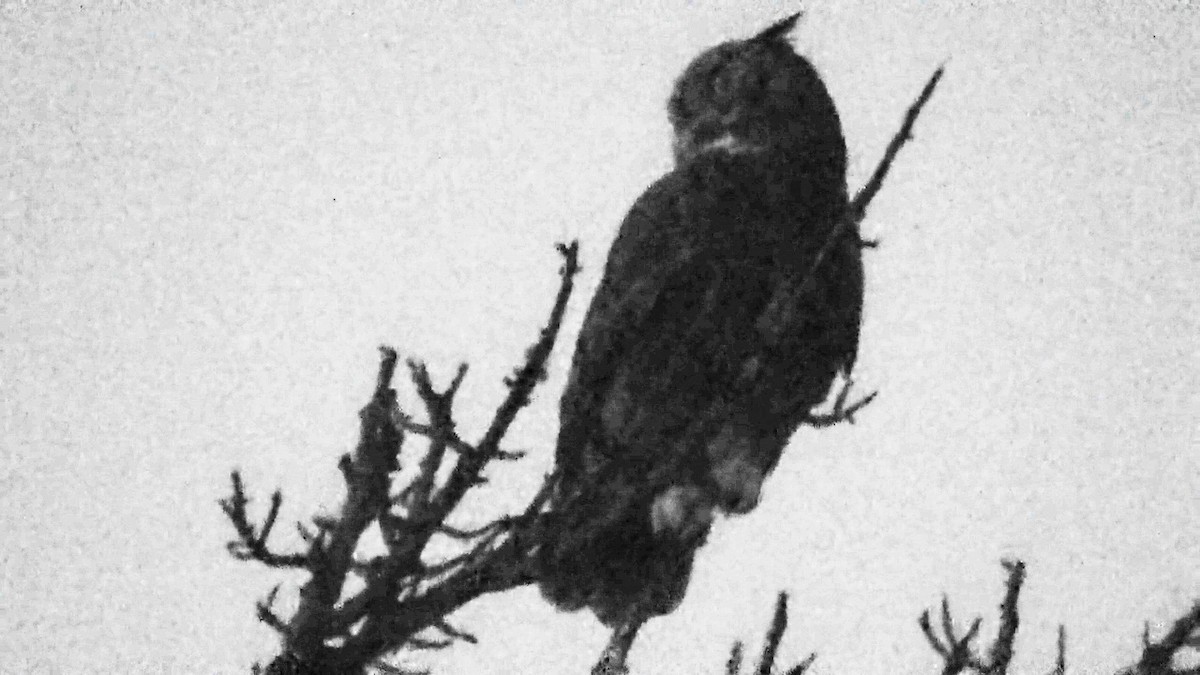 Great Horned Owl - ML644623762