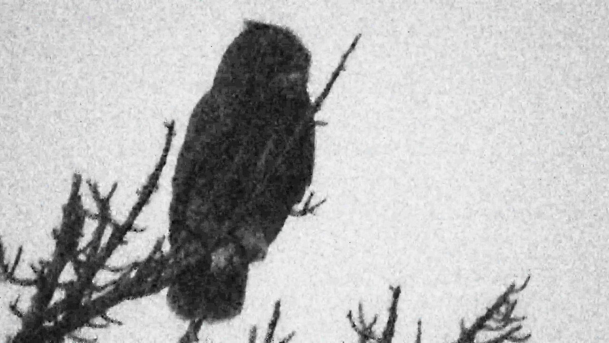 Great Horned Owl - ML644623763