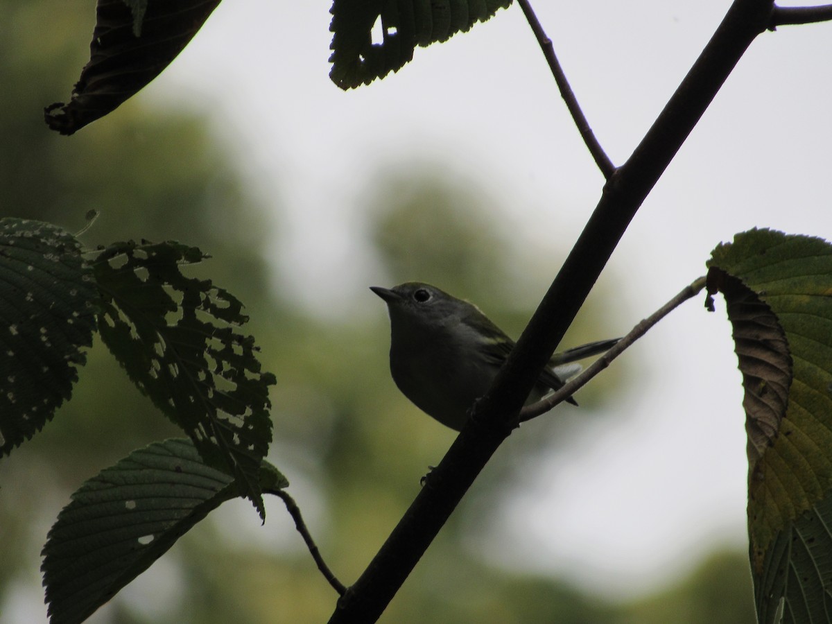 Chestnut-sided Warbler - ML644623764