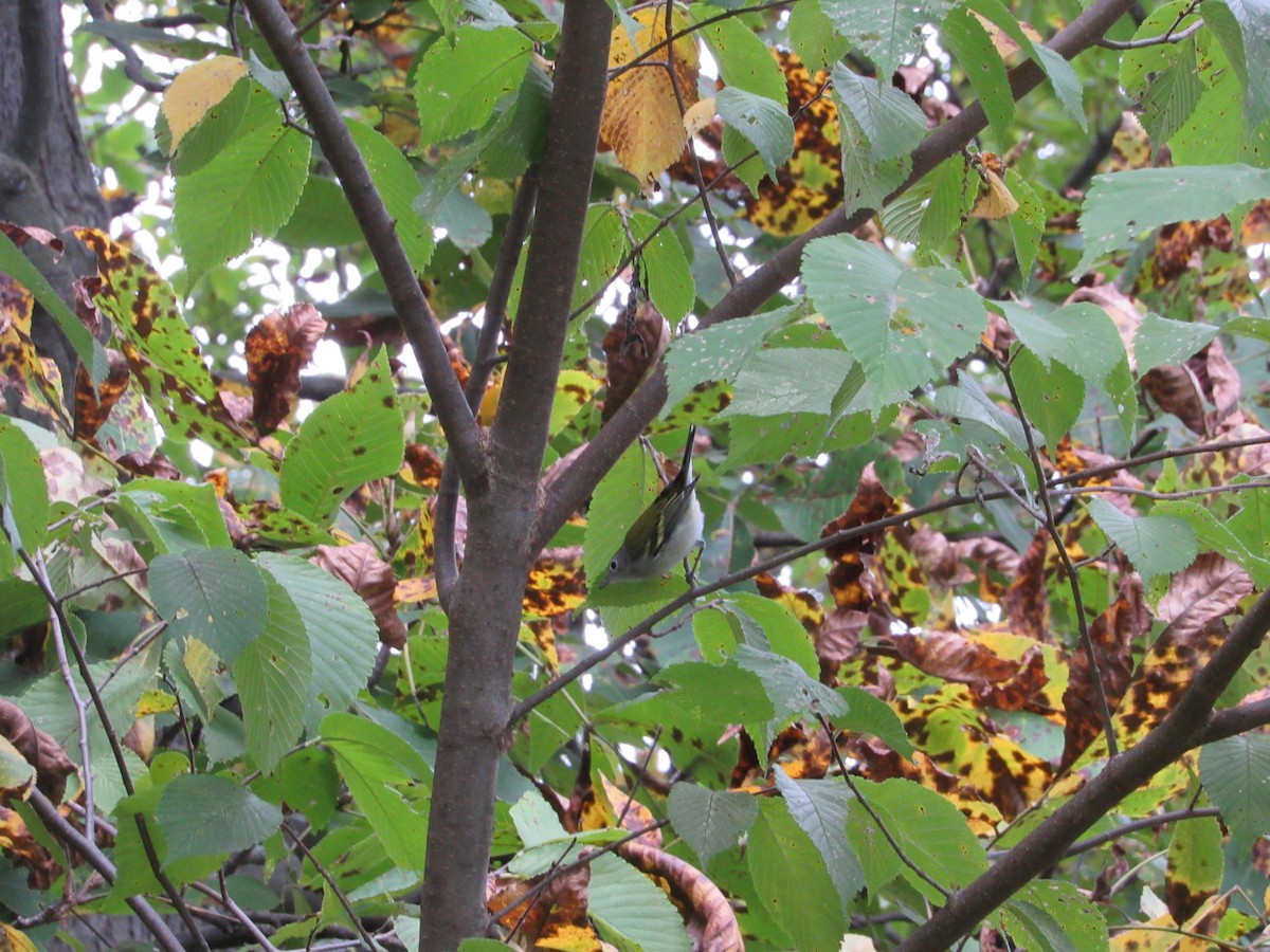 Chestnut-sided Warbler - ML644623765