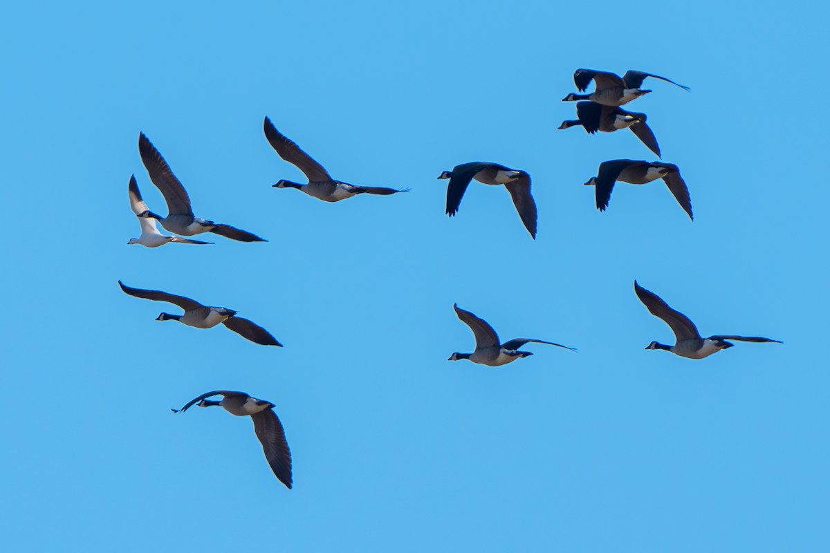 Oie des neiges - ML644623769