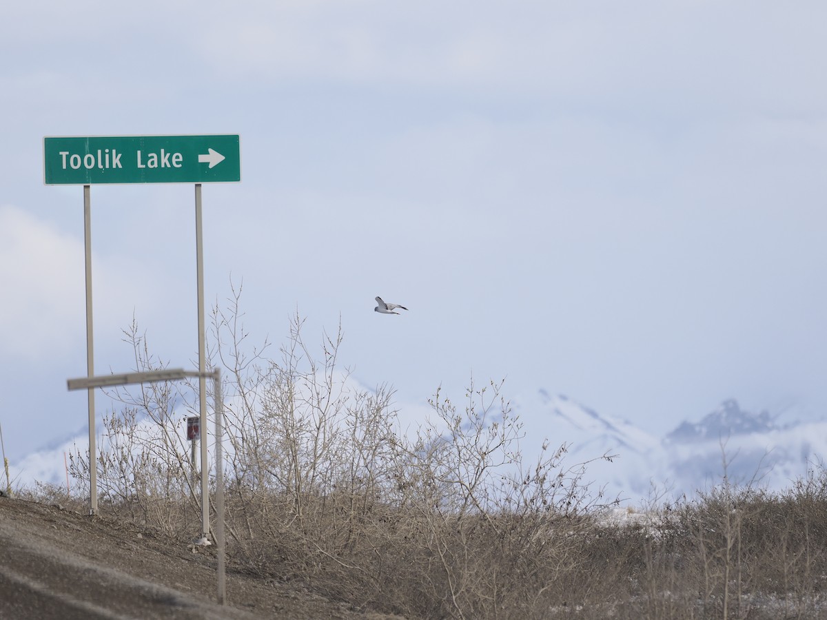 Northern Harrier - ML644623782