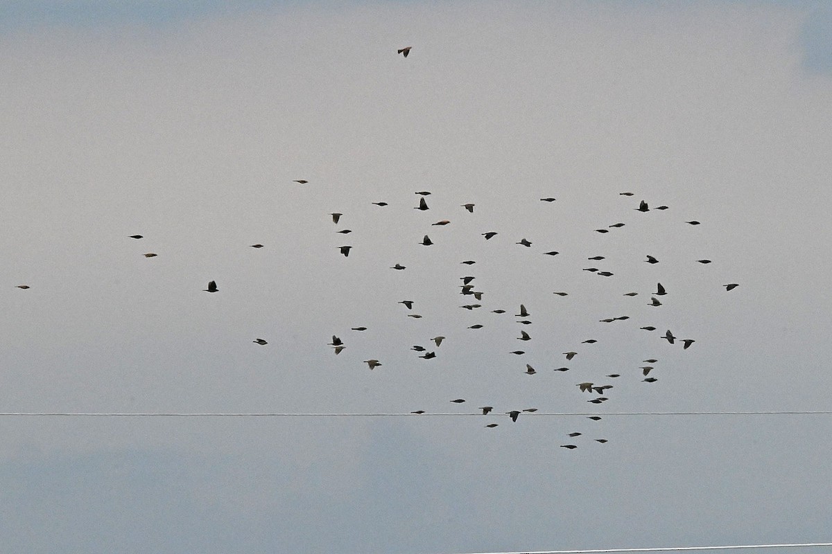 Braunkopf-Kuhstärling - ML644623783