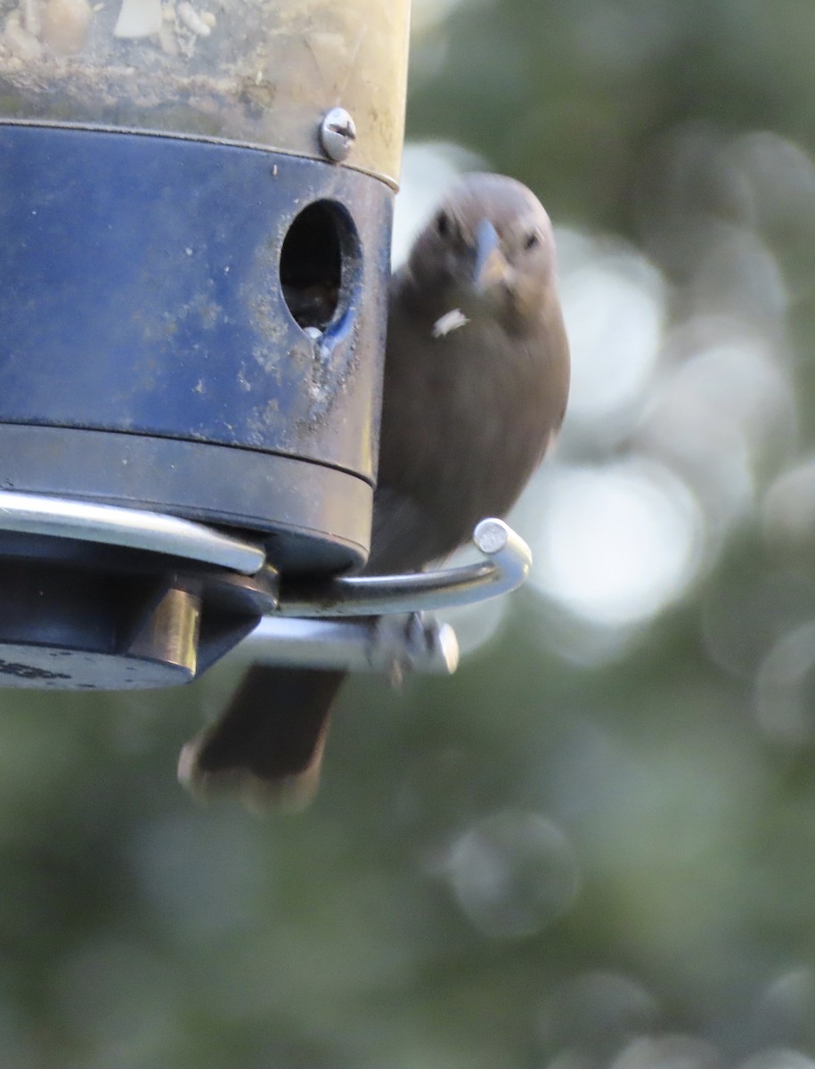 Braunkopf-Kuhstärling - ML644623794