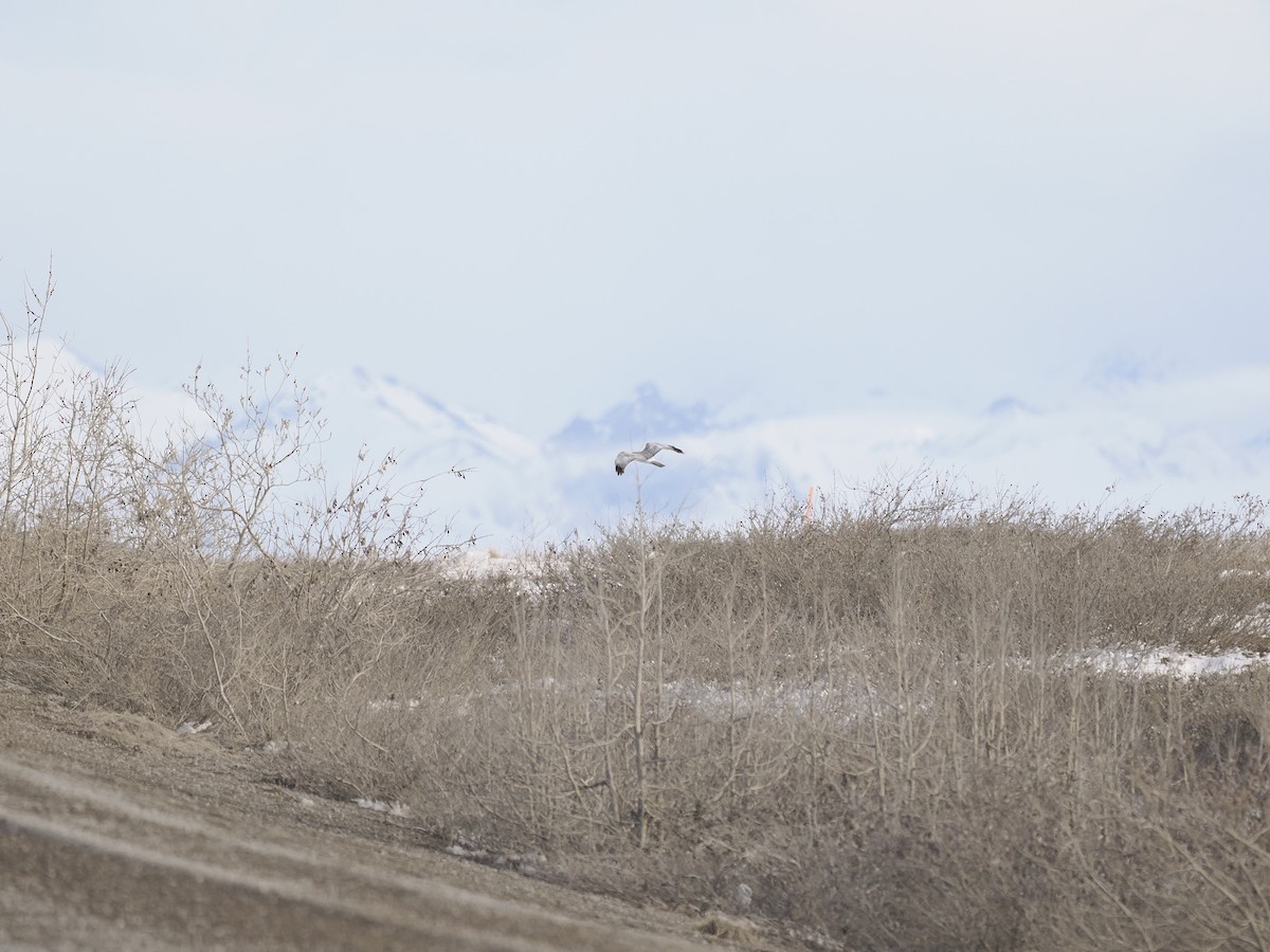 Northern Harrier - ML644623795