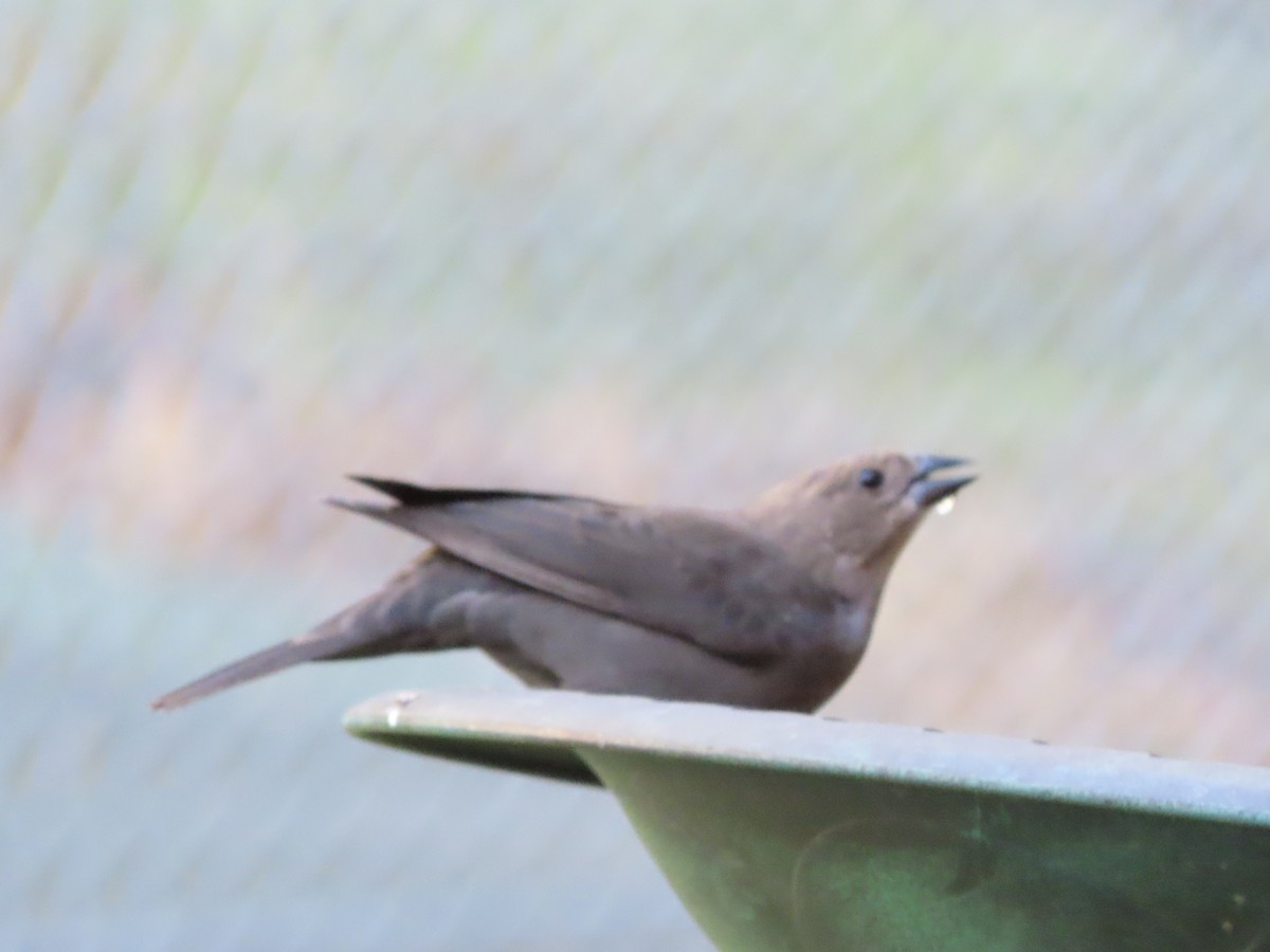 Braunkopf-Kuhstärling - ML644623796